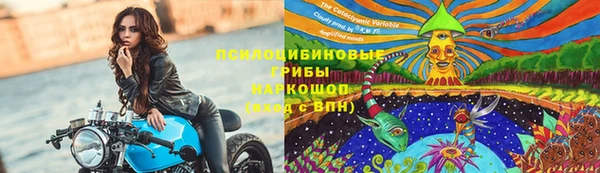 прущие грибы Алзамай